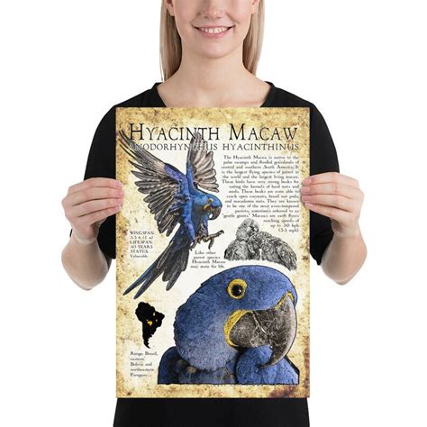 Hyacinth Macaw Poster Print Etsy