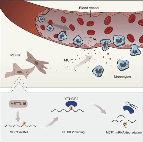 Jci Insight The M A Methyltransferase Mettl Negatively Regulates