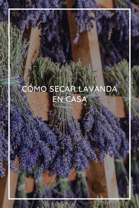 Cómo secar lavanda en casa paso a paso