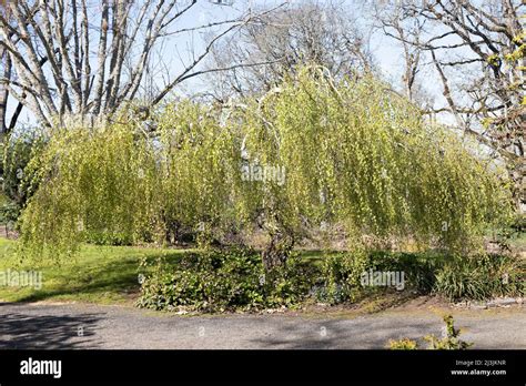 Betula Pendula Youngii Youngs Weeping Birch Tree In Spring Stock