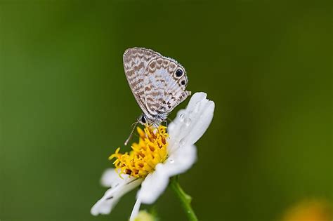 Animals Native to Florida - WorldAtlas