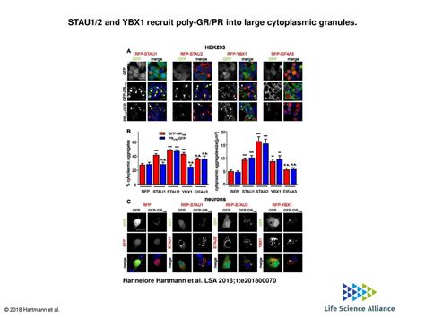 Stau And Ybx Recruit Poly Gr Pr Into Large Cytoplasmic Granules