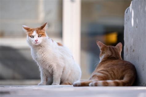 Kedi Cinsleri Ve İsimleri Evde Beslenebilecek Kedi Irkları Türleri