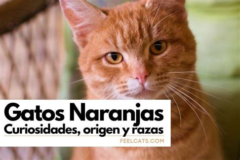 Curiosidades Sobre Los Gatos Naranja Con Blanco Que 57 OFF