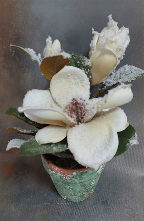 Magnolia w doniczce ośnieżona biała BOŻE NARODZENIE 32 cm 5900 Cena