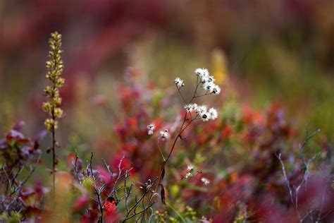 Blue Ridge Fall Foliage Report — Soda Citizen - Photo Stories from the ...