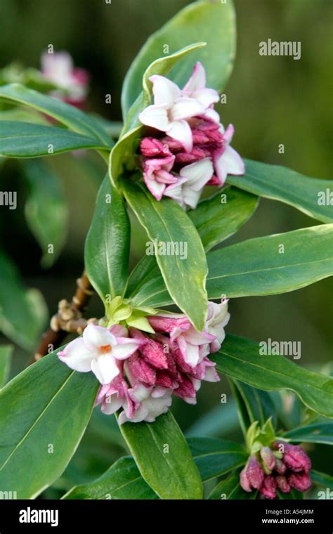 Daphne Odora Aureomarginata Winter Hi Res Stock Photography And Images