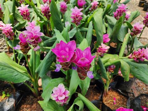 Curcuma Sessilis Gage Is A Herbaceous Plant With Underground Rhizomes