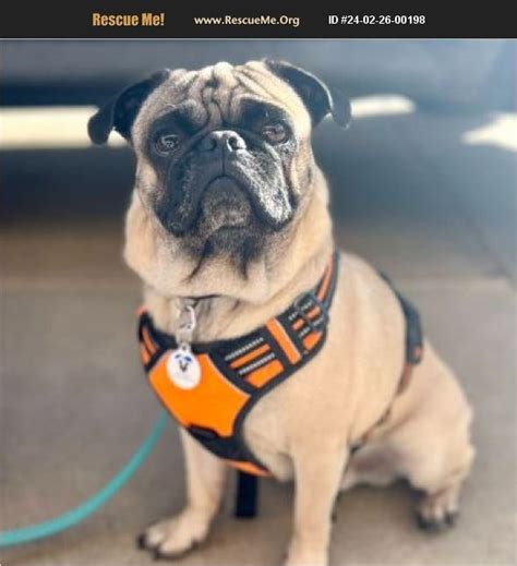 Adopt Pug Rescue Mead Co