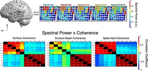 The Spatial Reach Of Neuronal Coherence And Spike-Field, 59% OFF