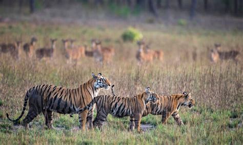 Dónde viven los tigres y cuál es su hábitat natural Felinos info