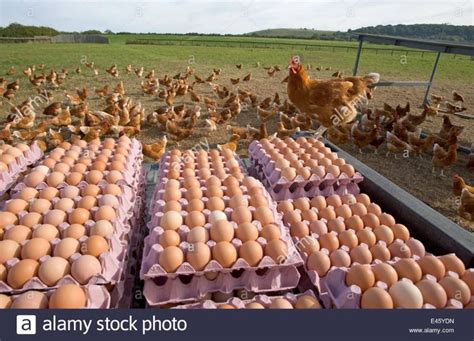 egg production | Organic chicken, Poultry farm, Chicken eggs