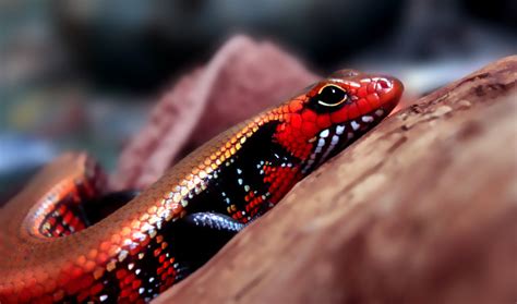 Fire Skink Alchetron The Free Social Encyclopedia