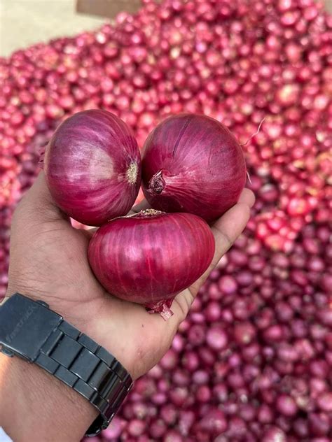 Multi Maharashtra Red Onion A Grade Onion Size 50 Mm At Rs 20 Kg In