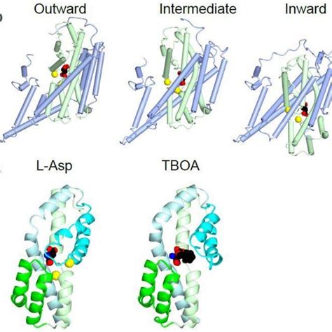 Glutamate Transporter Inhibitors Bound At The Domain Interface The Download Scientific Diagram