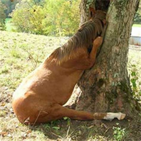 Funny horse fails