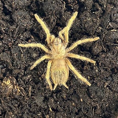 Brazilian Blonde Tarantula To Inch