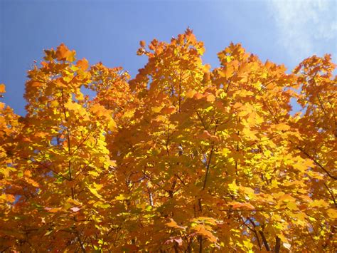 golden maple  stock photo public domain pictures