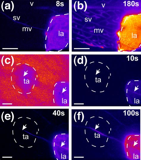 Assay Of Cfda Transport In The Phloem Cells Of A Detached Arabidopsis