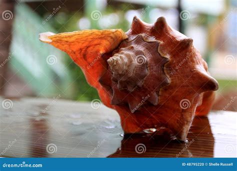 Solitary Conch Shells Stands Alone 2 Stock Photo Image Of Edible