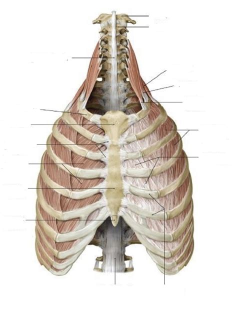 Rib Cage Diagram Quizlet