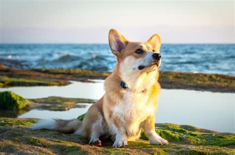 11 Best Corgi Rescues For Adoption: Where To Find Your Corgi