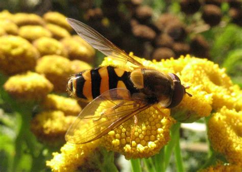 Know your hoverflies | Speed River Journal