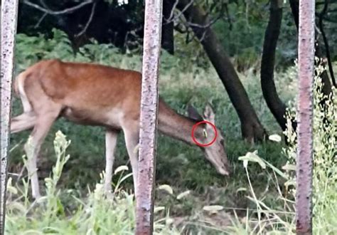 Bisuschio Cerva Con Una Freccia Di Balestra Conficcata Nel Collo Si