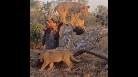 Avoca Lion Pride Cubs Growing Big Sabi Sands 3 June 2024 Youtube