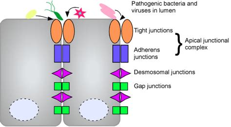 Intercellular Junctions Form The Epithelial Barrier Several Bacteria