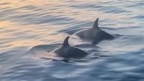 El Momento En Que Una Manada De Orcas Ataca Un Velero Que Tuvo Que Ser