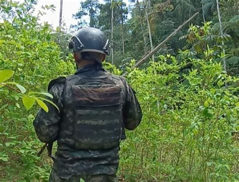 Fuerzas Armadas de Honduras aseguran plantación de supuesta hoja de