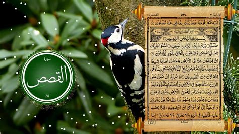 Surah Al Qasas With Beautiful Background Quran Pak Chapter 28