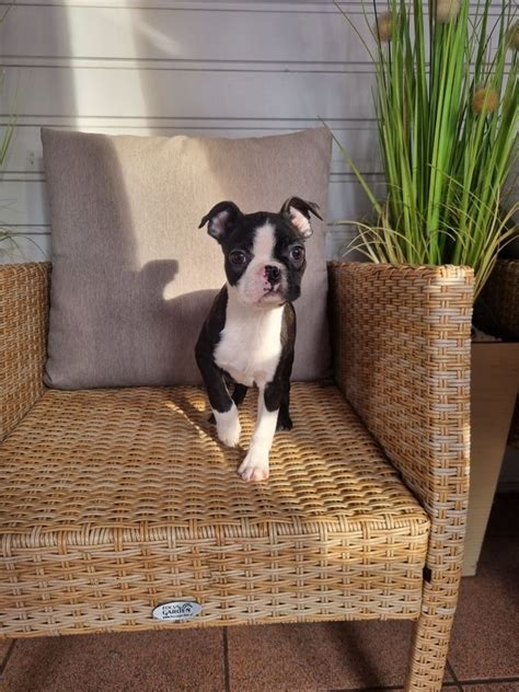 Boston Terrier Piesek Z Rodowodem Piaseczno OLX Pl