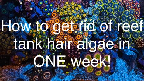 How To Get Rid Of Hair Algae In Your Reef Tank Aquarium In One Week No