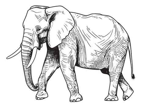 African Elephant Bull: Over 586 Royalty-Free Licensable Stock Vectors ...