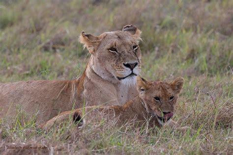 I A Lionne Et Son Petit Kenya Masai Mara Janvier Flickr