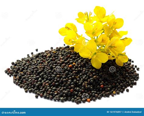 Rapeseed Plant With Yellow Flowers And Seeds Mustard Plant Yellow