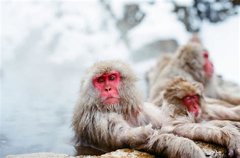 Jigokudani Snow Monkey Photograph by Pearl's Images