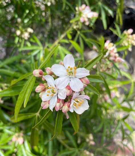 Choisya Arizonica X Ternata Aztec Pearl Shooting Star Nursery