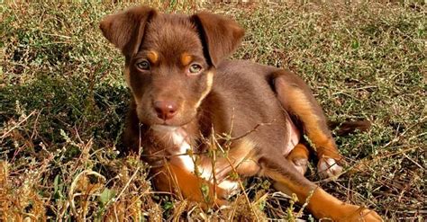 Australian Kelpie Dog A Z Animals