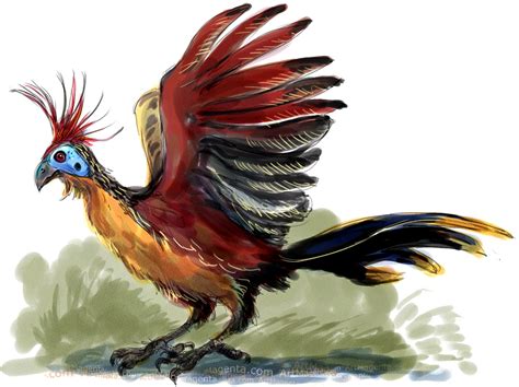 Birds: Hoatzin