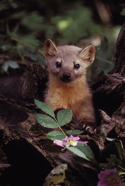 Martens And Fishers Elusive Carnivores Of Montanas Old Growth Forests