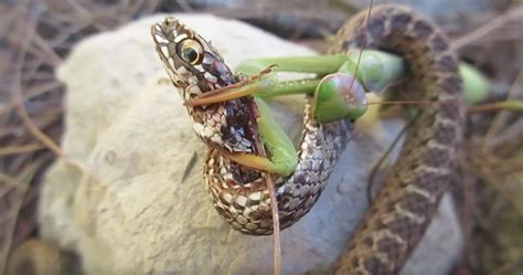 Praying Mantis Vs. Snake! - ROFFS™