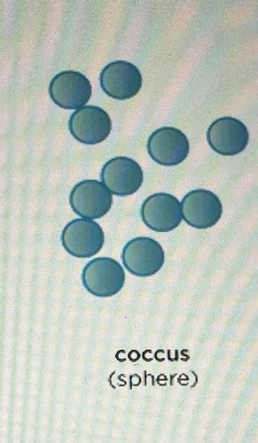 Bacteria Flashcards | Quizlet 