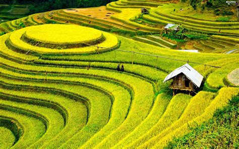 People, field, rice, China, plantations, Houses - Beautiful views ...