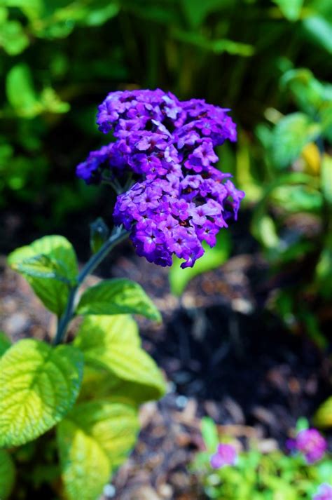 Grow These 10 Fragrant Flowers For a Heavenly Smelling Garden - Garden Therapy