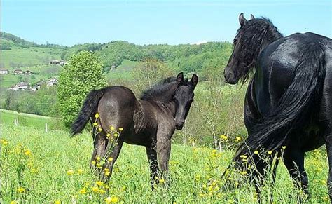 Friesian Horse Breed | The Paw Blog