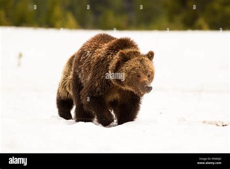 Grizzly Bear Yellowstone National Park Wyoming Stock Photo Alamy