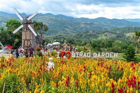 The Most Famous Flower Farm In Cebu Review Of Sirao Flower Garden